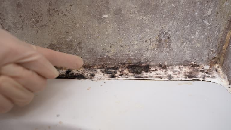 Mold Remediation for Rental Properties